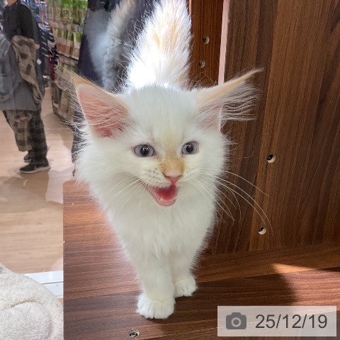 愛知県のメインクーン (ペットプラス イオンモール豊川店/2025年10月6日生まれ/男の子/レッドタビーホワイト)の子猫の3枚目の画像