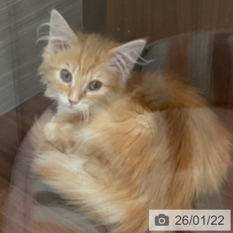 愛知県のメインクーン (ペットプラス 東浦店/2025年10月6日生まれ/男の子/レッドタビーホワイト)の子猫の3枚目の画像