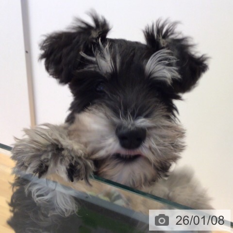 三重県のミニチュアシュナウザー (ペットプラス 東員店/2025年10月6日生まれ/男の子/ブラックシルバー)の子犬の4枚目の画像