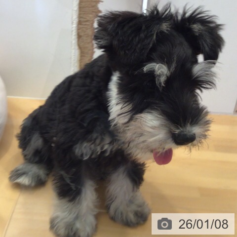 三重県のミニチュアシュナウザー (ペットプラス 東員店/2025年10月6日生まれ/男の子/ブラックシルバー)の子犬の3枚目の画像