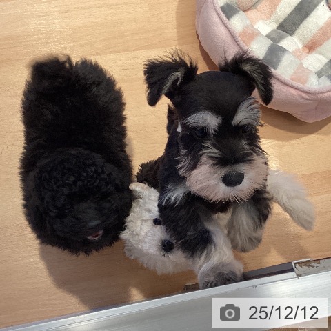 三重県のミニチュアシュナウザー (ペットプラス 東員店/2025年10月6日生まれ/男の子/ブラックシルバー)の子犬の4枚目の画像