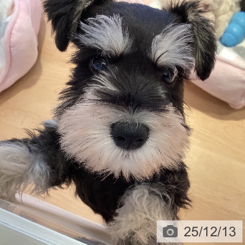 三重県のミニチュアシュナウザー (ペットプラス 東員店/2025年10月6日生まれ/男の子/ブラックシルバー)の子犬の3枚目の画像