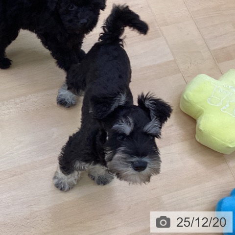 愛知県のミニチュアシュナウザー (ペットプラス 三好店/2025年10月6日生まれ/女の子/ブラックシルバー)の子犬の4枚目の画像