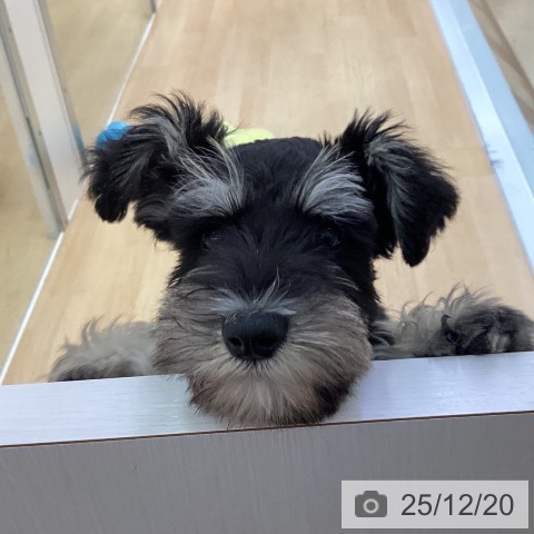 愛知県のミニチュアシュナウザー (ペットプラス 三好店/2025年10月6日生まれ/女の子/ブラックシルバー)の子犬の3枚目の画像