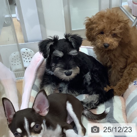 愛知県のミニチュアシュナウザー (ペットプラス 三好店/2025年10月6日生まれ/女の子/ブラックシルバー)の子犬の3枚目の画像