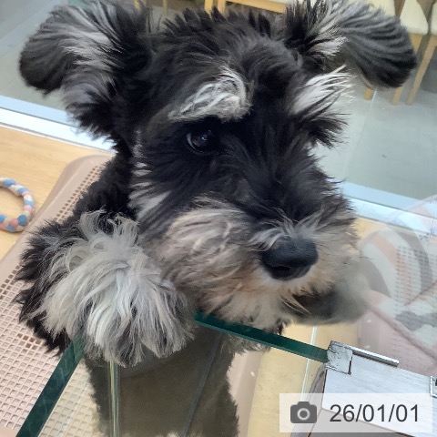 愛知県のミニチュアシュナウザー (ペットプラス 三好店/2025年10月6日生まれ/女の子/ブラックシルバー)の子犬の3枚目の画像