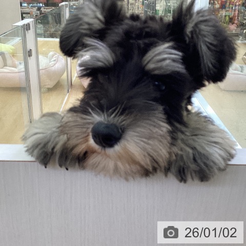 愛知県のミニチュアシュナウザー (ペットプラス 三好店/2025年10月6日生まれ/女の子/ブラックシルバー)の子犬の3枚目の画像