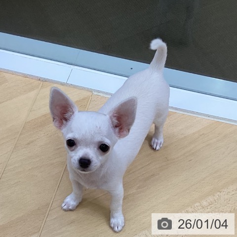 三重県のチワワ(ロング) (ペットプラス 津南店/2025年10月9日生まれ/女の子/ホワイトクリーム)の子犬の4枚目の画像