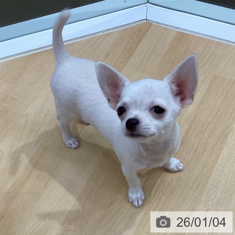 三重県のチワワ(ロング) (ペットプラス 津南店/2025年10月9日生まれ/女の子/ホワイトクリーム)の子犬の3枚目の画像