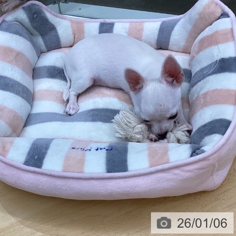 三重県のチワワ(ロング) (ペットプラス 津南店/2025年10月9日生まれ/女の子/ホワイトクリーム)の子犬の3枚目の画像