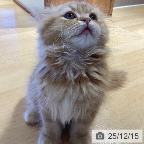 鹿児島県のスコティッシュフォールド (ペットプラス 姶良店/2025年10月9日生まれ/男の子/レッドタビー)の子猫の4枚目の画像