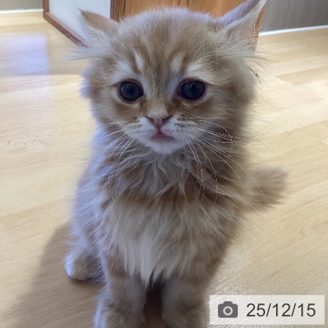 鹿児島県のスコティッシュフォールド (ペットプラス 姶良店/2025年10月9日生まれ/男の子/レッドタビー)の子猫の3枚目の画像