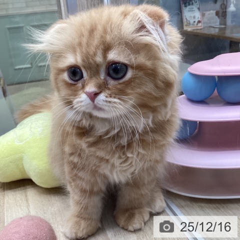 スコティッシュフォールドの写真