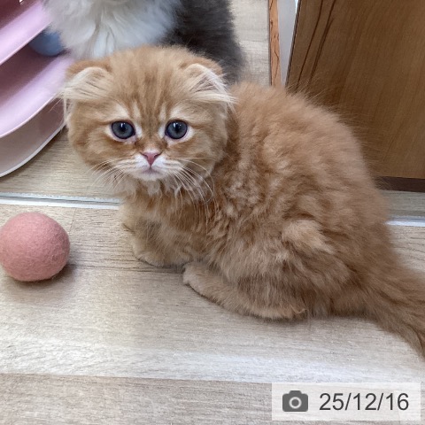 スコティッシュフォールドの写真
