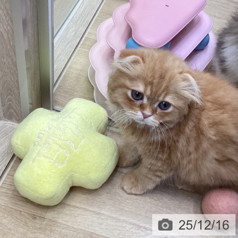 スコティッシュフォールドの写真