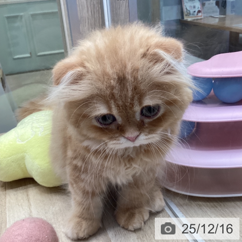 スコティッシュフォールドの写真