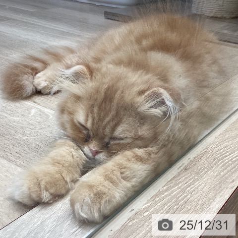 福岡県のスコティッシュフォールド (ペットプラス ららぽーと福岡店/2025年10月9日生まれ/男の子/レッドタビー)の子猫の3枚目の画像