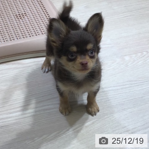 チワワの写真