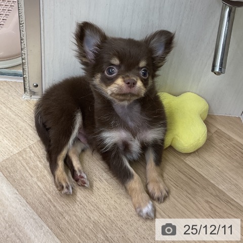 チワワの写真