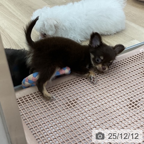 愛知県のチワワ(ロング) (ペットプラス mozoワンダーシティ店/2025年10月10日生まれ/男の子/チョコレートタン)の子犬の3枚目の画像