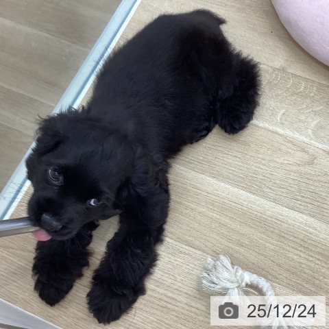 愛知県のアメリカンコッカースパニエル (ペットプラス みなと店/2025年10月10日生まれ/男の子/ブラック)の子犬の4枚目の画像