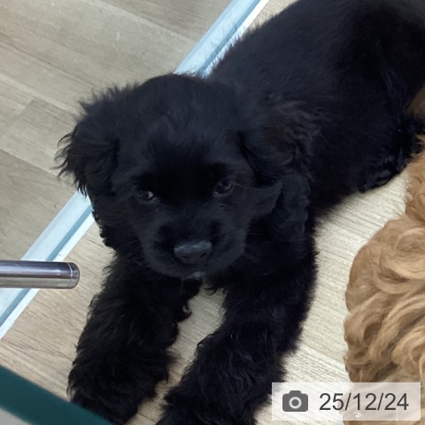 愛知県のアメリカンコッカースパニエル (ペットプラス みなと店/2025年10月10日生まれ/男の子/ブラック)の子犬の3枚目の画像