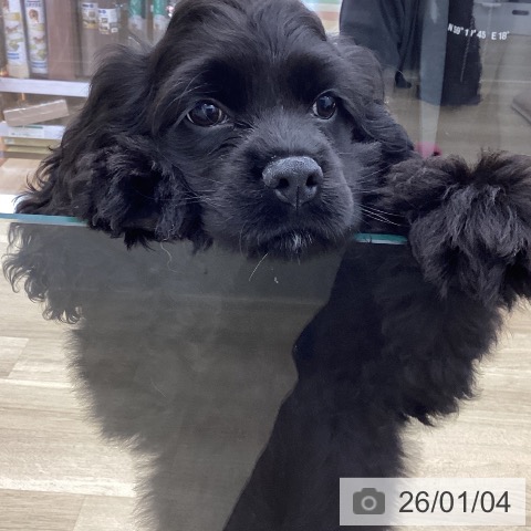 愛知県のアメリカンコッカースパニエル (ペットプラス みなと店/2025年10月10日生まれ/男の子/ブラック)の子犬の3枚目の画像