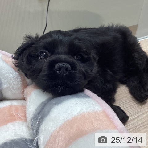 アメリカン・コッカー・スパニエルの写真