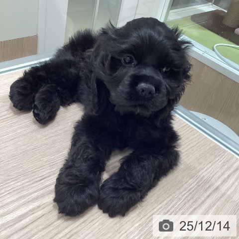 アメリカン・コッカー・スパニエルの写真