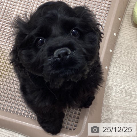 石川県のアメリカンコッカースパニエル (ペットプラス 白山店/2025年10月10日生まれ/男の子/ブラック)の子犬の3枚目の画像