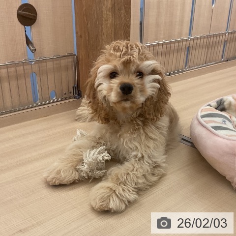 アメリカン・コッカー・スパニエルの写真