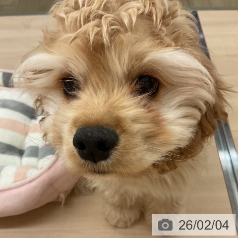 アメリカン・コッカー・スパニエルの写真