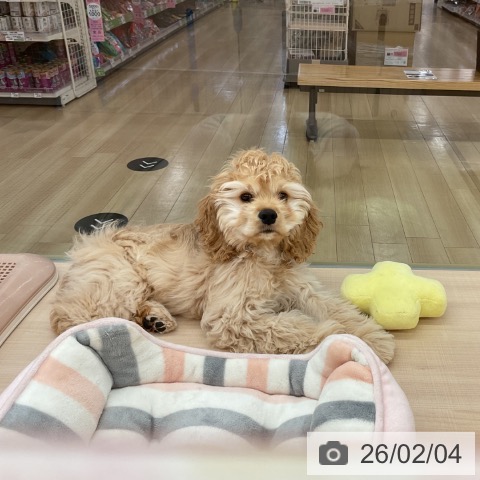 アメリカン・コッカー・スパニエルの写真