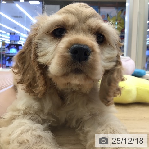 岐阜県のアメリカンコッカースパニエル (ペットプラス 各務原店/2025年10月10日生まれ/男の子/バフ)の子犬の4枚目の画像