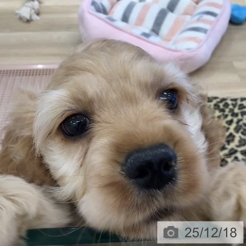 岐阜県のアメリカンコッカースパニエル (ペットプラス 各務原店/2025年10月10日生まれ/男の子/バフ)の子犬の3枚目の画像