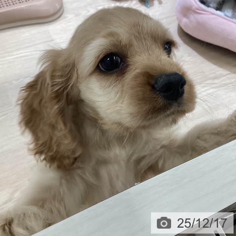 富山県のアメリカンコッカースパニエル (ペットプラス 高岡店/2025年10月10日生まれ/男の子/バフ)の子犬の4枚目の画像