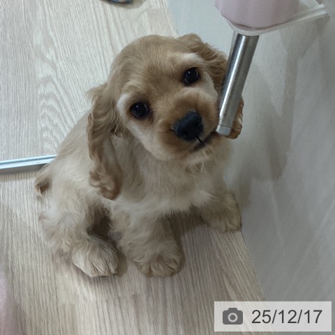 富山県のアメリカンコッカースパニエル (ペットプラス 高岡店/2025年10月10日生まれ/男の子/バフ)の子犬の3枚目の画像