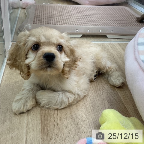 愛知県のアメリカンコッカースパニエル (ペットプラス mozoワンダーシティ店/2025年10月10日生まれ/男の子/バフ)の子犬の4枚目の画像