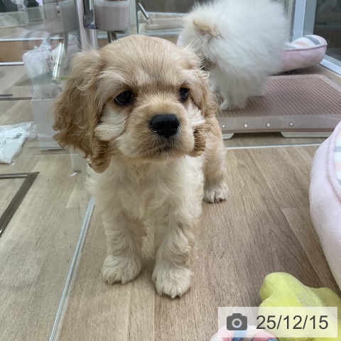 愛知県のアメリカンコッカースパニエル (ペットプラス mozoワンダーシティ店/2025年10月10日生まれ/男の子/バフ)の子犬の3枚目の画像