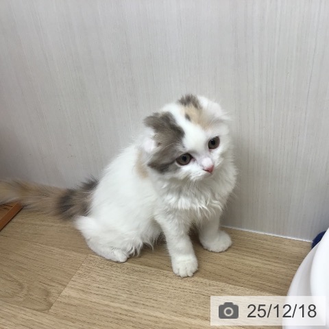 スコティッシュフォールドの写真