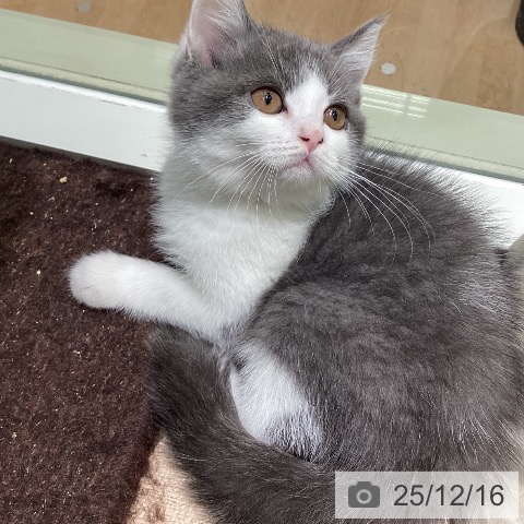 ブリティッシュショートヘアの写真