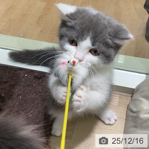 ブリティッシュショートヘアの写真