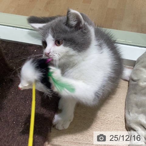 ブリティッシュショートヘアの写真