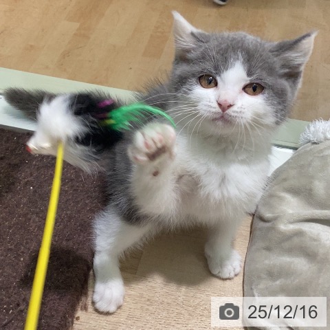 ブリティッシュショートヘアの写真