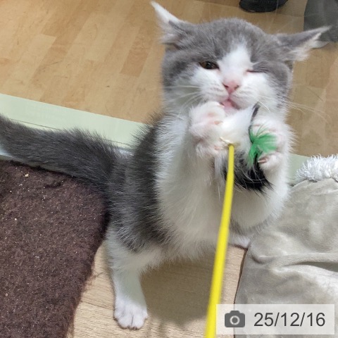 ブリティッシュショートヘアの写真