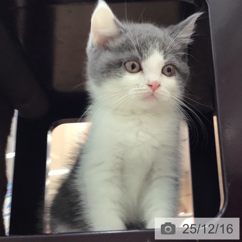 ブリティッシュショートヘアの写真