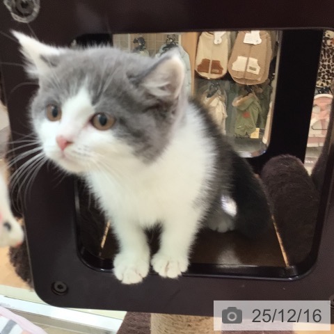 ブリティッシュショートヘアの写真