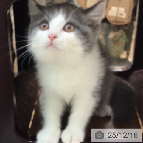 ブリティッシュショートヘアの写真