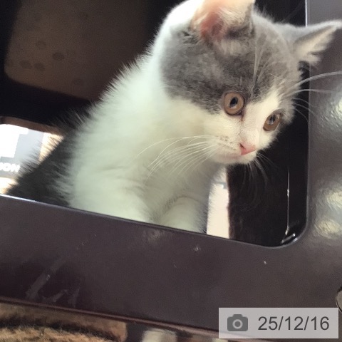 ブリティッシュショートヘアの写真