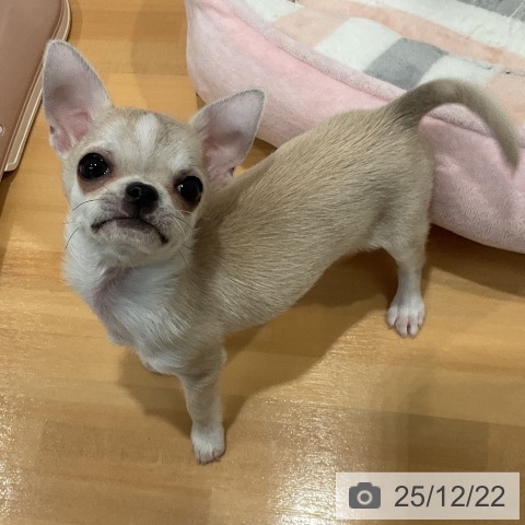 愛知県のチワワ(ロング) (ペットプラス 名古屋茶屋店/2025年10月10日生まれ/男の子/フォーンホワイト)の子犬の4枚目の画像